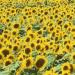 Girasoli(Foto Thinkstock)