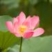 Loto(Foto Thinkstock)