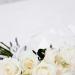 Rose bianche(Foto Thinkstock)