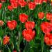 Tulipani rossi(Foto Thinkstock)