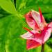 Fiore tropicale(Foto Thinkstock)