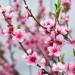 Fiori di ciliegio(Foto Thinkstock)