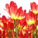 Tulipani arancioni(Foto Thinkstock)