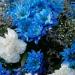Fiori bianchi e blu(Foto Thinkstock)