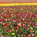 Tulipani(Foto Thinkstock)
