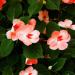 Fiori d'arancio(Foto Thinkstock)