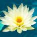 Fiore di Loto(Foto Thinkstock)
