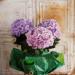 Bouquet di Hydrangea(Foto Thinkstock)