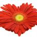 Fiore cuore(Foto Thinkstock)