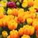 Tulipani(Foto Thinkstock)