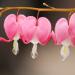 Fiori cuore(Foto Thinkstock)