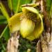 Fiore di banana(Foto Thinkstock)