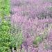 Prato fiorito(Foto Thinkstock)