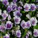 Fiori di Primavera(Foto Thinkstock)