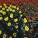 Tulipani gialli e rossi(Foto Thinkstock)
