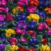 Primule multicolore(Foto Thinkstock)