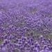 Prato di Lavanda(Foto Thinkstock)