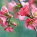 Boccioli di Primavera(Foto Thinkstock)