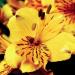Alstromeria(Foto Thinkstock)