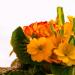 Fiori d'arancio(Foto Thinkstock)