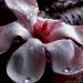 Magnolia(Foto Thinkstock)