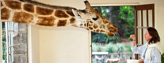 Giraffe Manor, il parco dove le giraffe sono di casa
