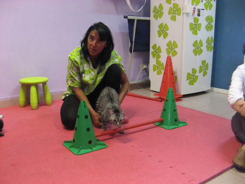 Il tapis roulant per cani e gatti