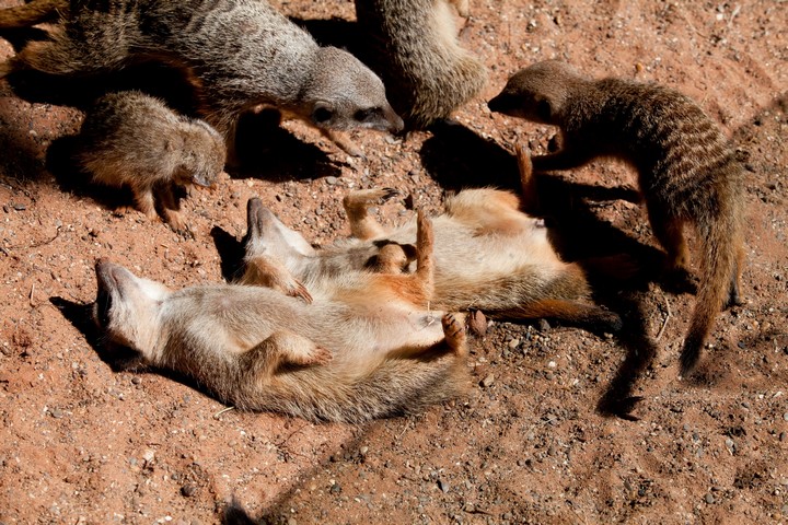 Estate bestiale:  ecco come gli animali riescono a convivere con le alte temperature