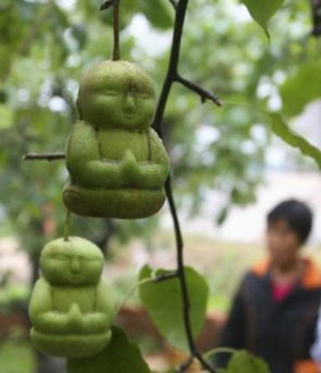 Le pere? In Cina crescono a forma di Buddha