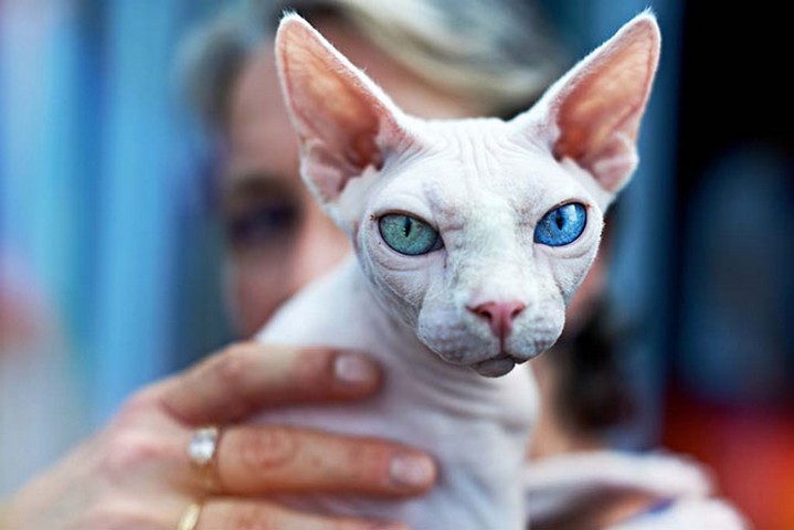 Dal gufo al cane passando per il gatto ecco una serie di animali con gli occhi di colori diversi