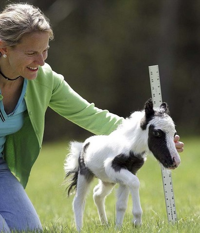 Cavallino da record: il piccolo Einstein &egrave; alto solo 35 centimetri