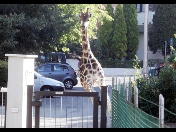 Giraffa fugge da circo in centro a Imola, sedata da vigile