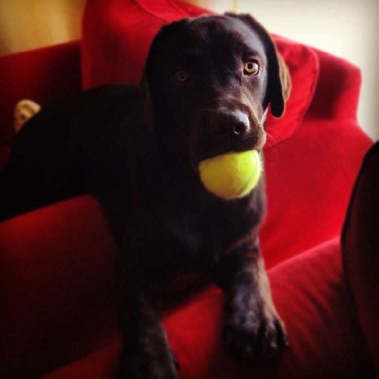 Contest #shareyourpet