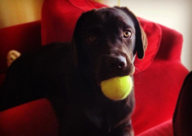 Contest #shareyourpet