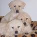 Cani, i bastardini d'autore
