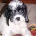 Cani, i bastardini d'autore