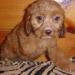 Cani, i bastardini d'autore
